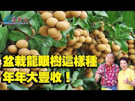 龍眼樹 種植|盆栽龍眼樹這樣種，年年大豐收！